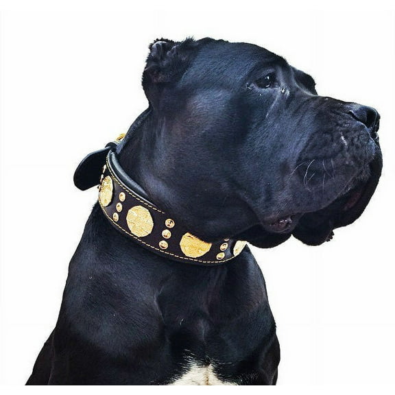 The Maximus Black/Gold Leather Dog Collar for Large Dog Breeds