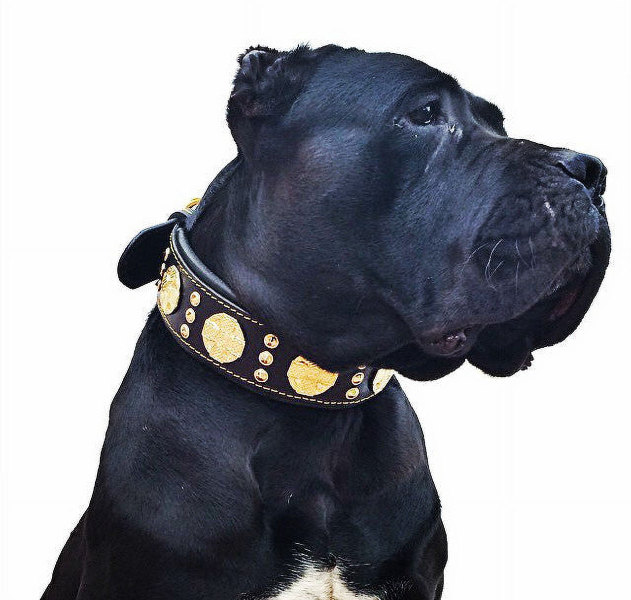 The Maximus Black/Gold Leather Dog Collar for Large Dog Breeds