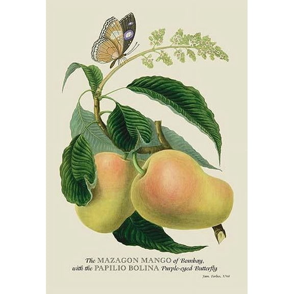 The Mazagon Mango and the Papilio Bolina-Fine Art Canvas Print (20" x 30")