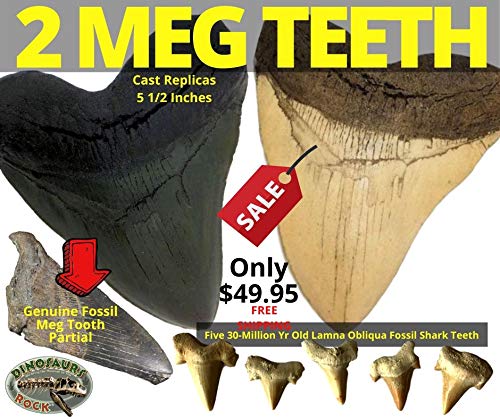7 Inch Meg The Meg Gift - Two 5.5 inch Megalodon Tooth Replicas, Genuine Meg Tooth ...