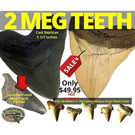 The Meg Gift - Two 5.5 inch Megalodon Tooth Replicas, Genuine Meg Tooth Partial & 5 Lamna Oblique Shark Teeth