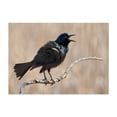 thumbnail image 1 of The Mighty Grackle - Minnesota Photography Bird Wildlife Nature Animal Scenic Woodland Unframed Wall Art Print 20 x 28 inches, 1 of 7