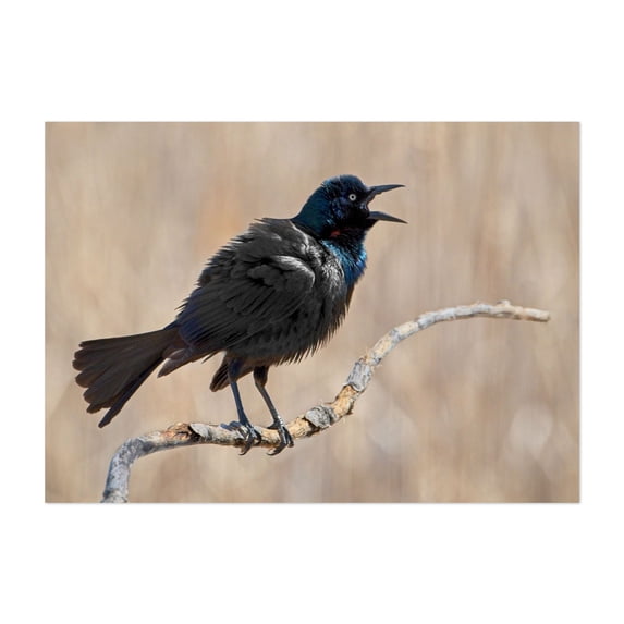 The Mighty Grackle - Minnesota Photography Bird Wildlife Nature Animal Scenic Woodland Unframed Wall Art Print 20 x 28 inches