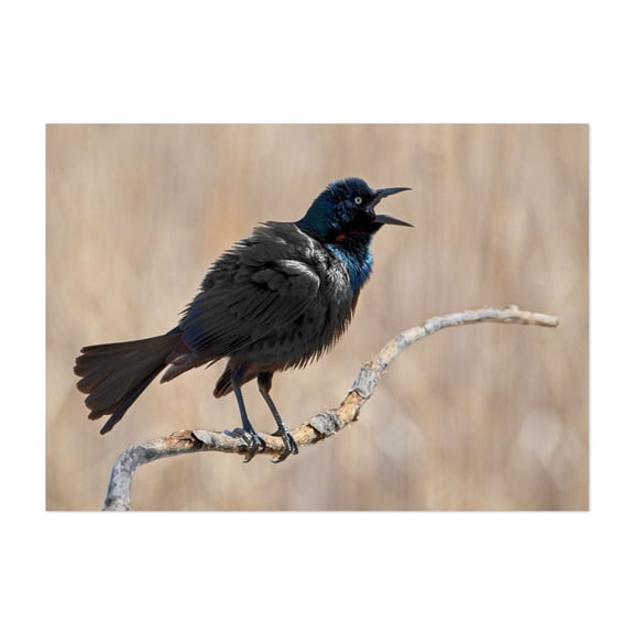 The Mighty Grackle - Minnesota Photography Bird Wildlife Nature Animal Scenic Woodland Unframed Wall Art Print 5 x 7 inches