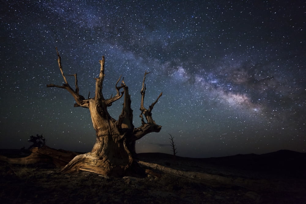 The Milky Way and a dead bristlecone pine tree in the White Mountains California Canvas Art - Dan BarrStocktrek Images (35 x 23)