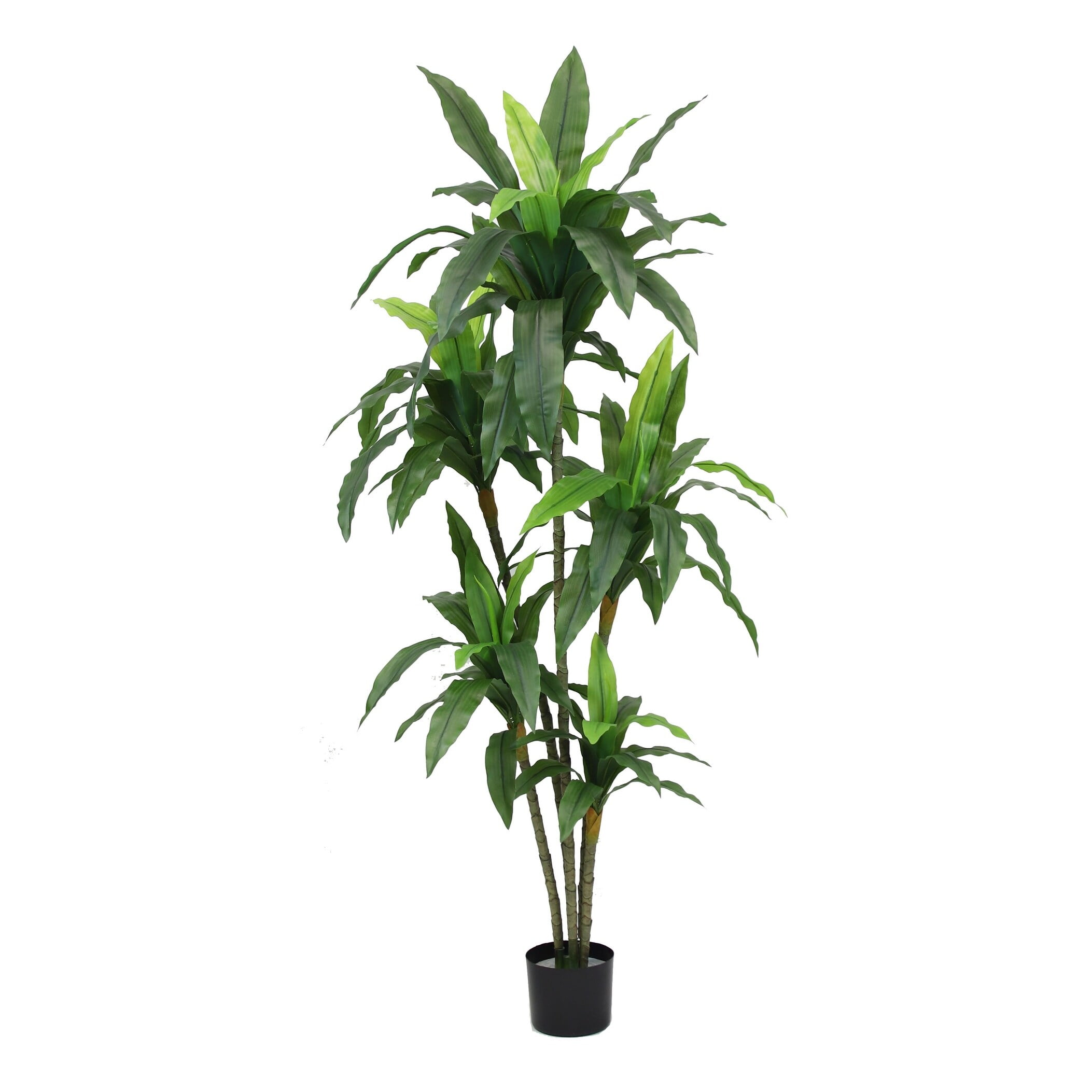 The Mod Greenhouse 67" Artificial Variegated Dracaena Plant in Black Matte Planter's Pot