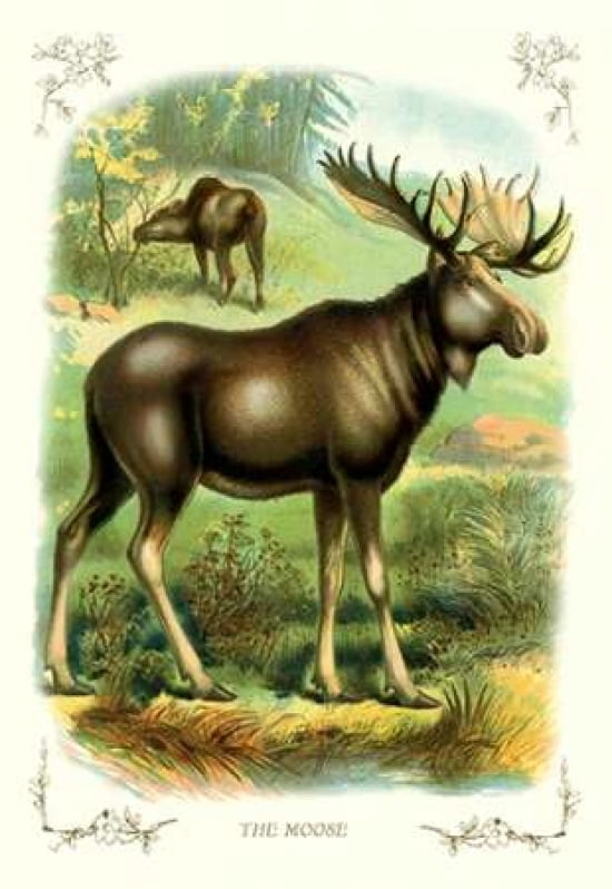 The Moose 1900 Canvas Art - Unknown (24 x 36)