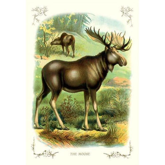 The Moose-Fine Art Canvas Print (20" x 30")