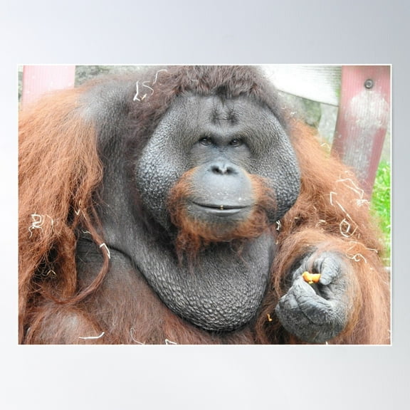 The Most Handsome Orangutan In The World. Poster Wall Art, Modern Wall Decor For Living Room Bedroom, 12x18 UNFRAMED