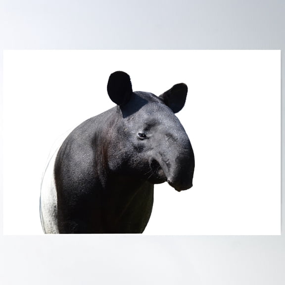 The Most Handsome Tapir In The World Poster Wall Art, Modern Wall Decor For Living Room Bedroom, 16x24 UNFRAMED