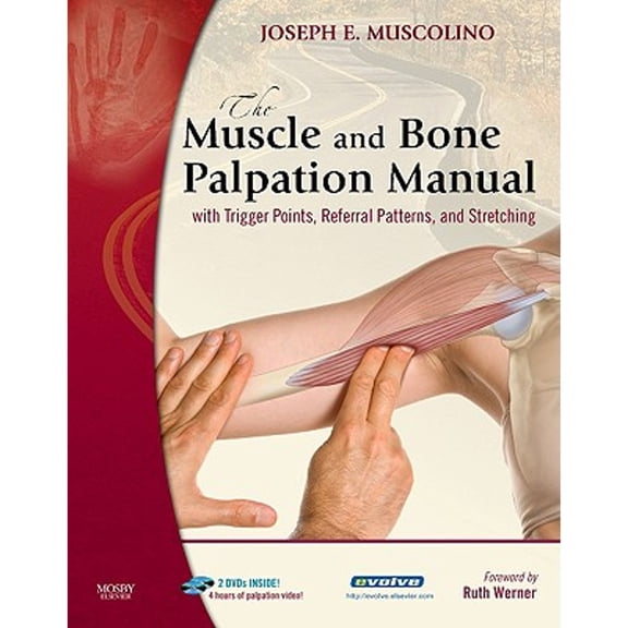 Pre-Owned The Muscle and Bone Palpation Manual with Trigger Points, Referral Patterns and Stretching (Paperback) by Dr. Joseph E Muscolino