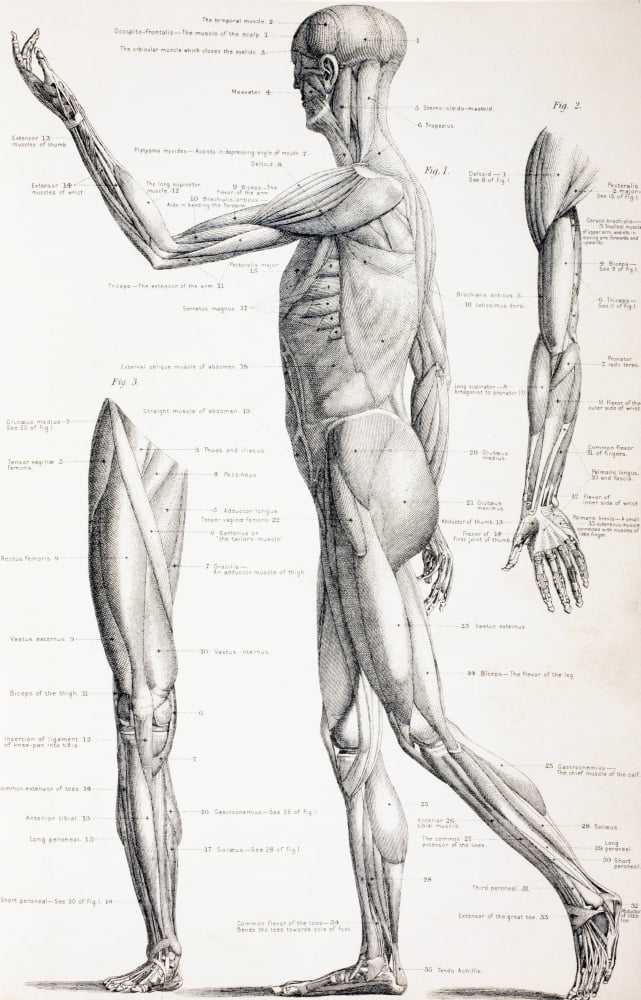 The Muscles Of The Human Body From The Household Physician Published Circa 1890 Canvas Art - Ken Welsh Design Pics (11 x 18)