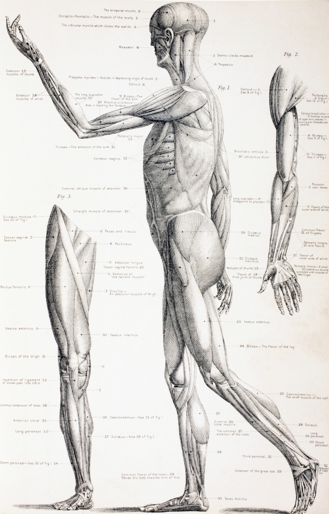 The Muscles Of The Human Body From The Household Physician Published Circa 1890 Canvas Art - Ken Welsh Design Pics (22 x 36)