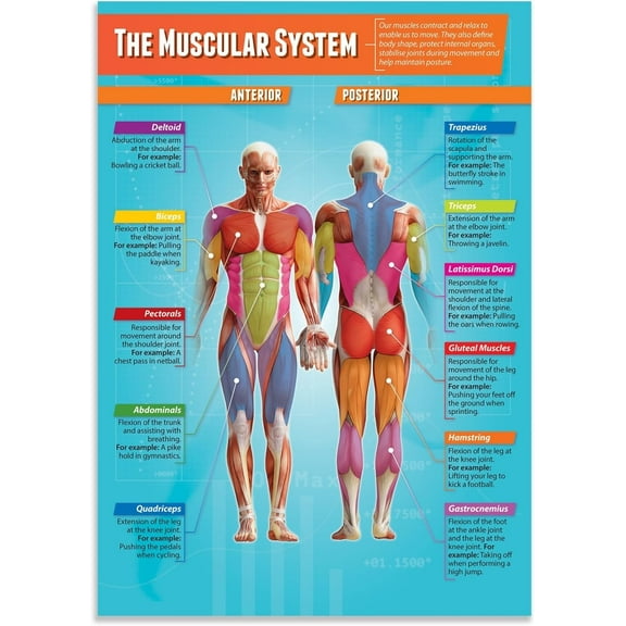 The Muscular System PE Classroom Poster Physical Education Middle & High School Class Decor - Wall POSTER