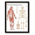 Image 1 of 2 for The Musculoskeletal System Framed Medical Educational Informational Poster Diagram Doctors Office School Classroom 22x28 Inches