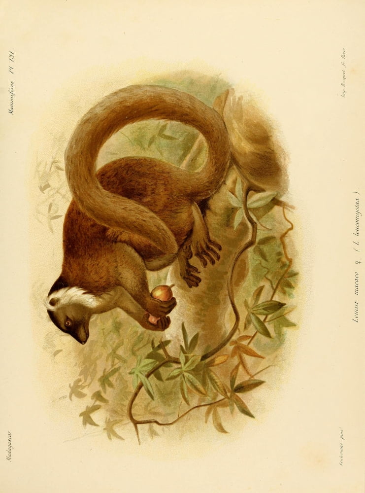 The Natural History of Madagascar 1885 Black Lemur Canvas Art - John G Keulemans (18 x 24)