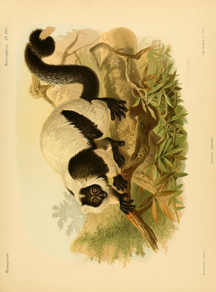 The Natural History of Madagascar 1885 Black & White Ruffed Lemur Canvas Art - John G Keulemans (18 x 24)