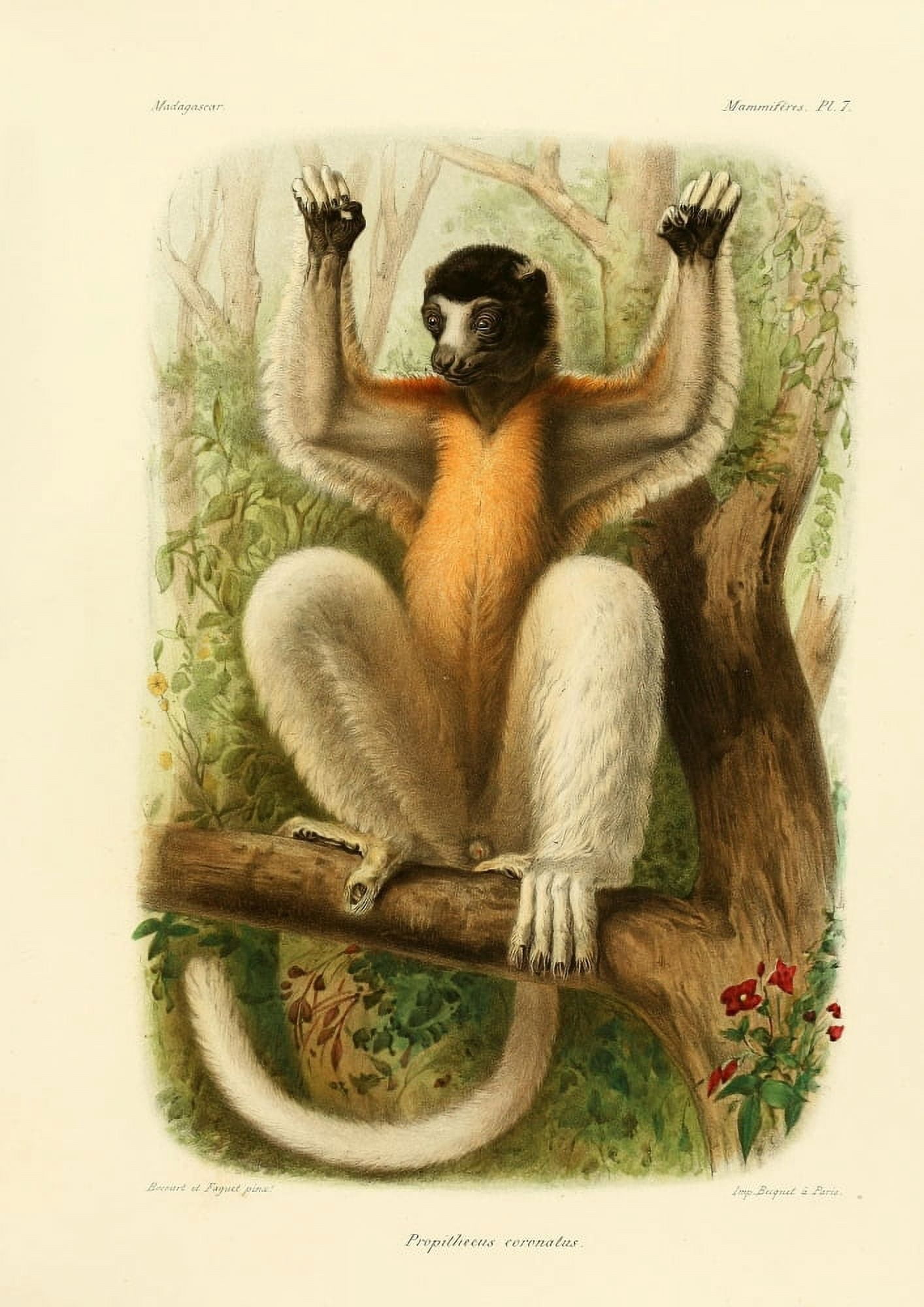 The Natural History of Madagascar 1885 Crowned Sifaka Canvas Art - Bocourt et Faguet (18 x 24)