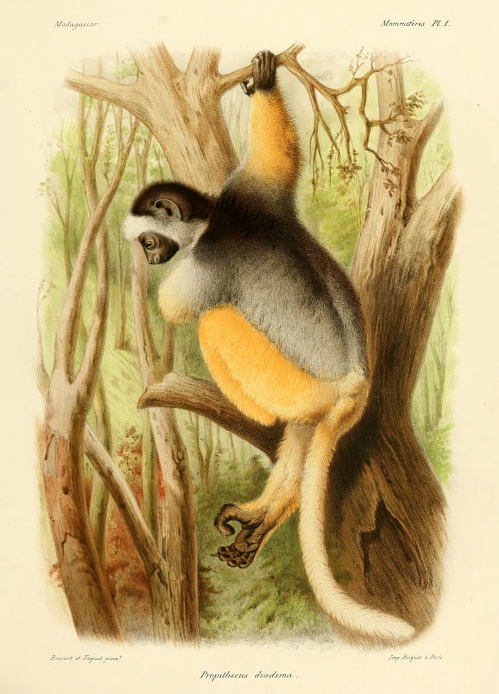 The Natural History of Madagascar 1885 Diademed Sifaka 2 Canvas Art - Bocourt et Faguet (18 x 24)