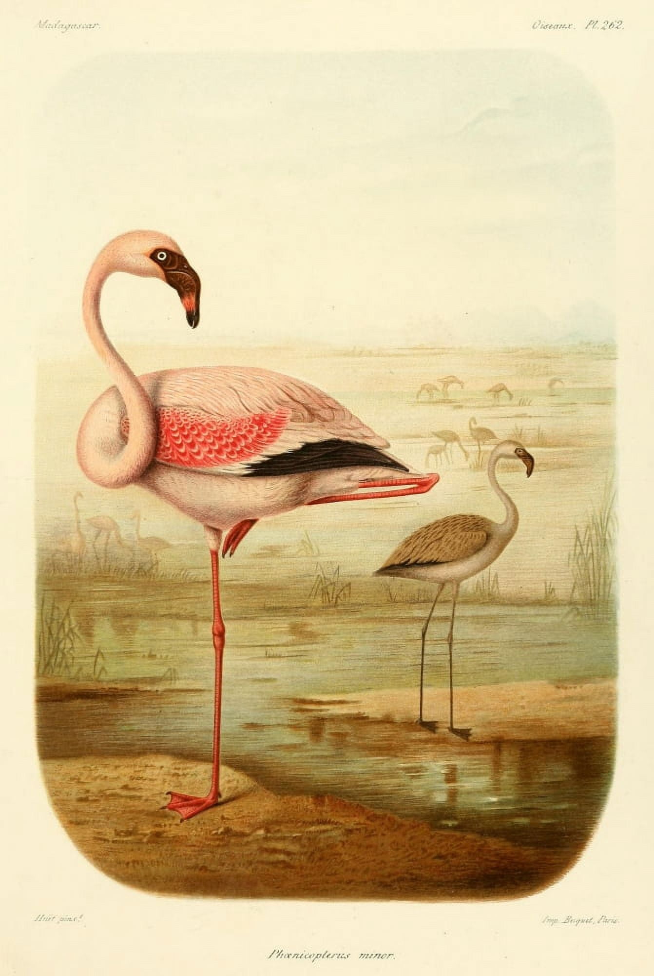 The Natural History of Madagascar 1885 Flamingo Canvas Art - Nicholas Huet (24 x 36)