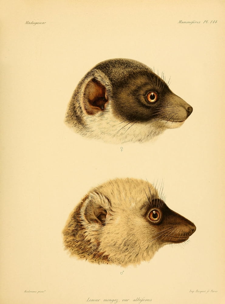 The Natural History of Madagascar 1885 Lemur head-shot Canvas Art - John G Keulemans (18 x 24)