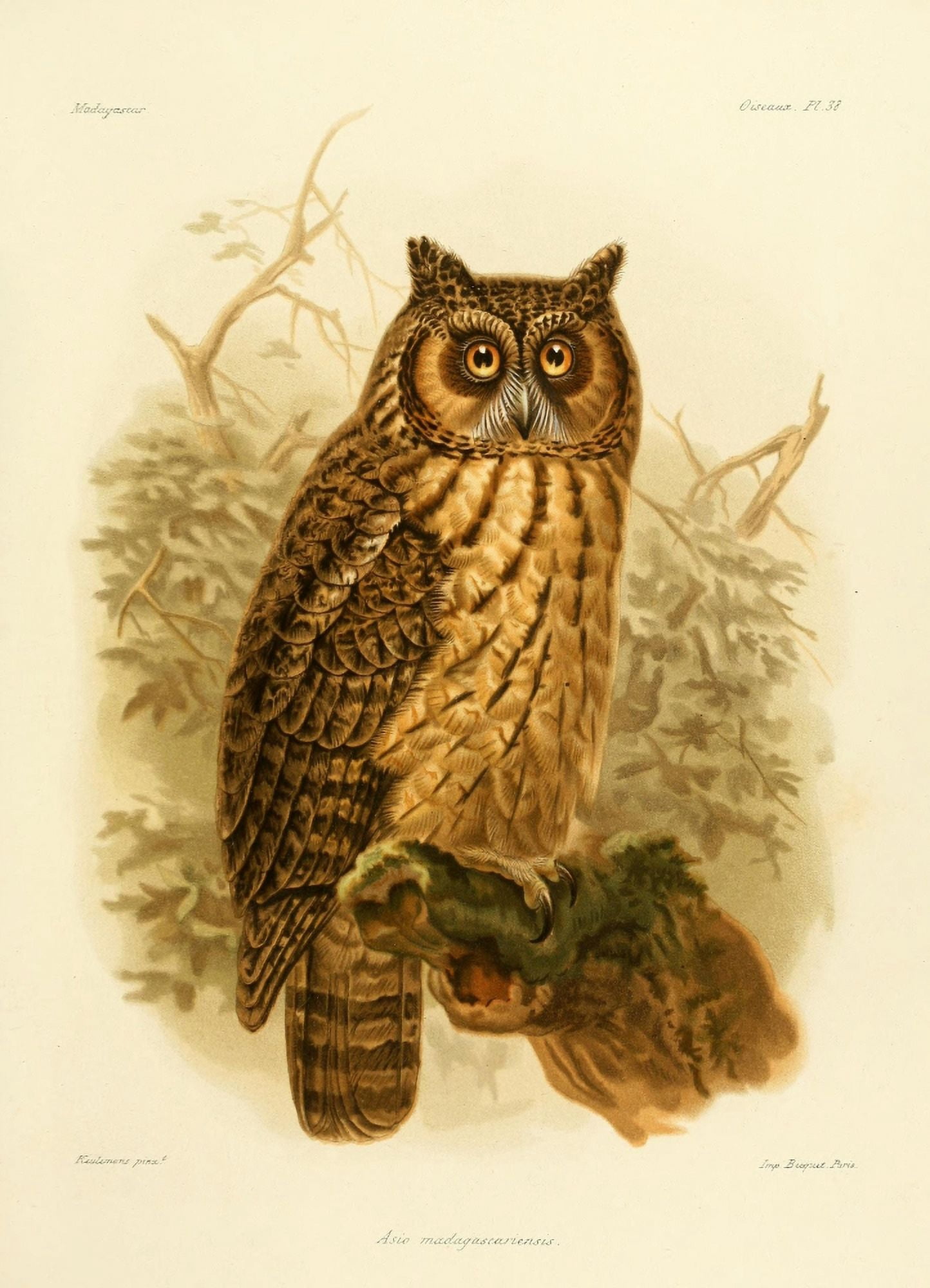 The Natural History of Madagascar 1885 Madagascan Owl Canvas Art - John G Keulemans (24 x 36)