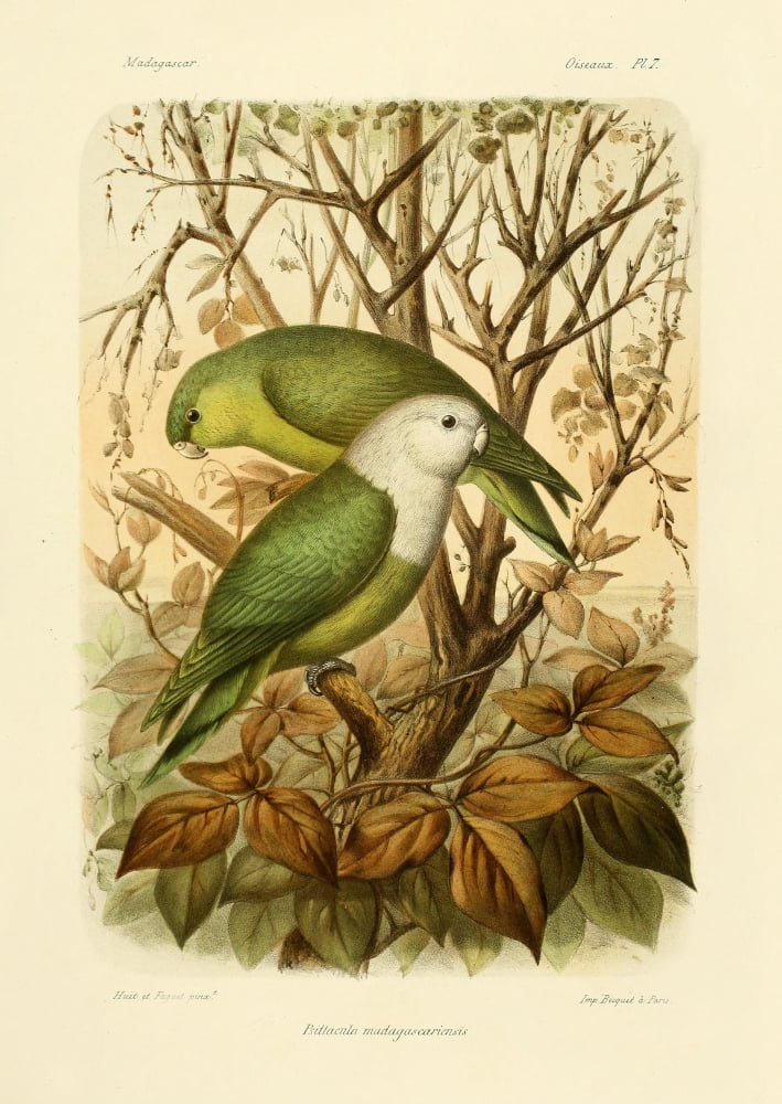 The Natural History of Madagascar 1885 Madagascan Parakeets Canvas Art - Nicholas et Faguet Huet (24 x 36)