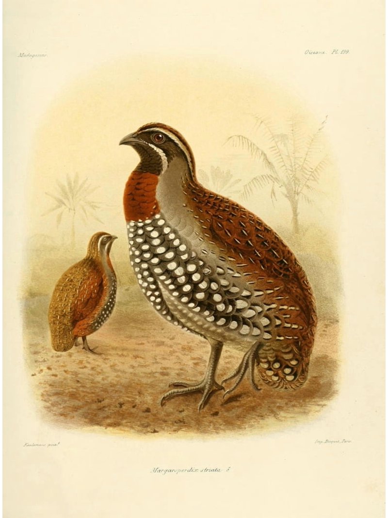 The Natural History of Madagascar 1885 Margaroperdix Striata Canvas Art ...