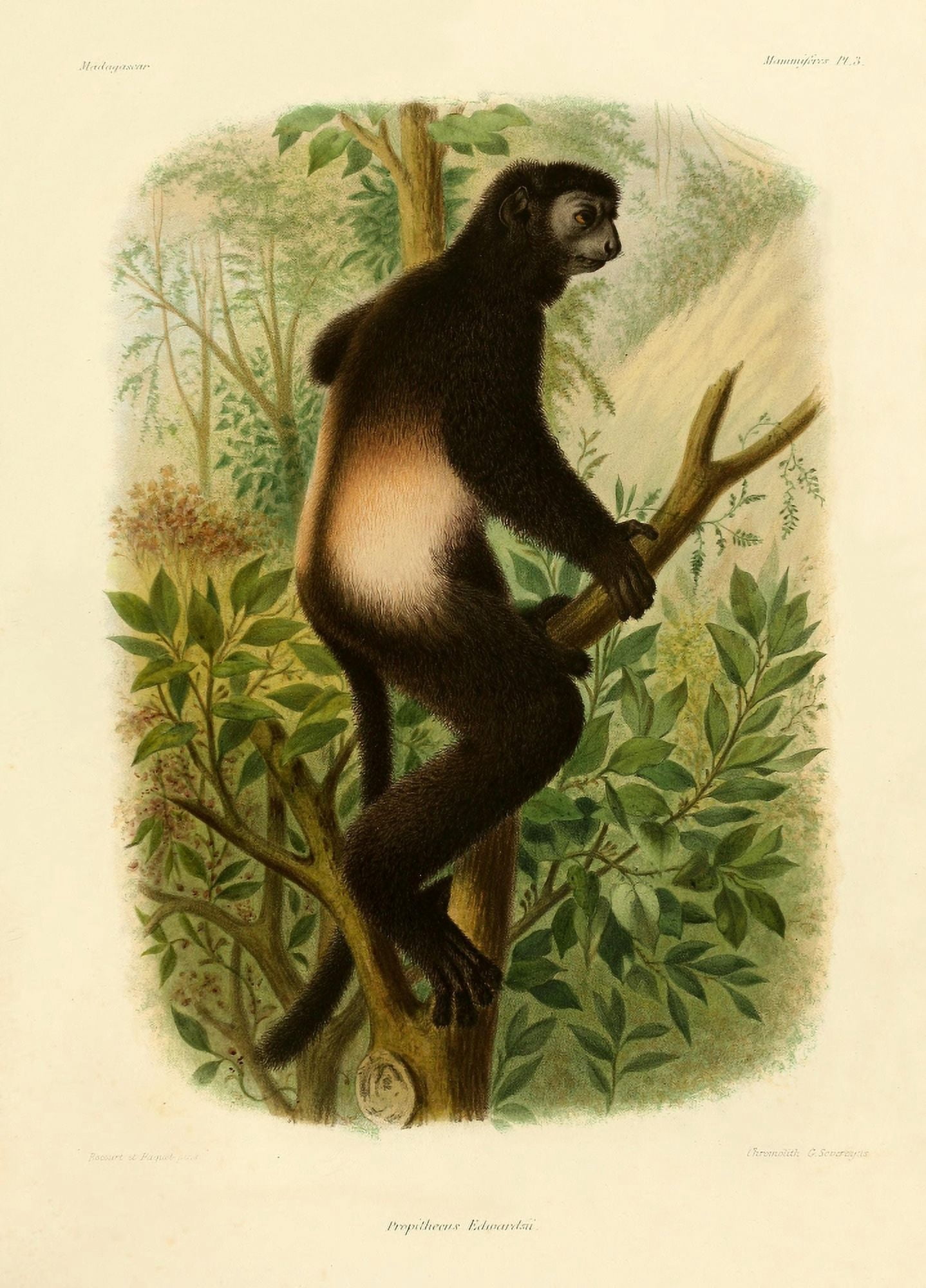 The Natural History of Madagascar 1885 Milne Edwards Sifaka Canvas Art - Bocourt et Faguet (24 x 36)