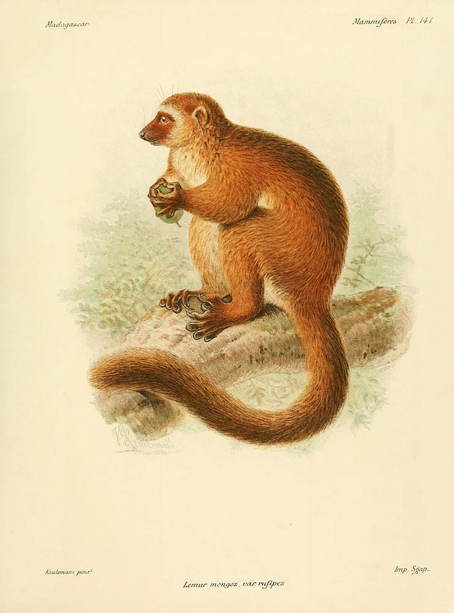 The Natural History of Madagascar 1885 Mongoose Lemur Canvas Art - John G Keulemans (18 x 24)