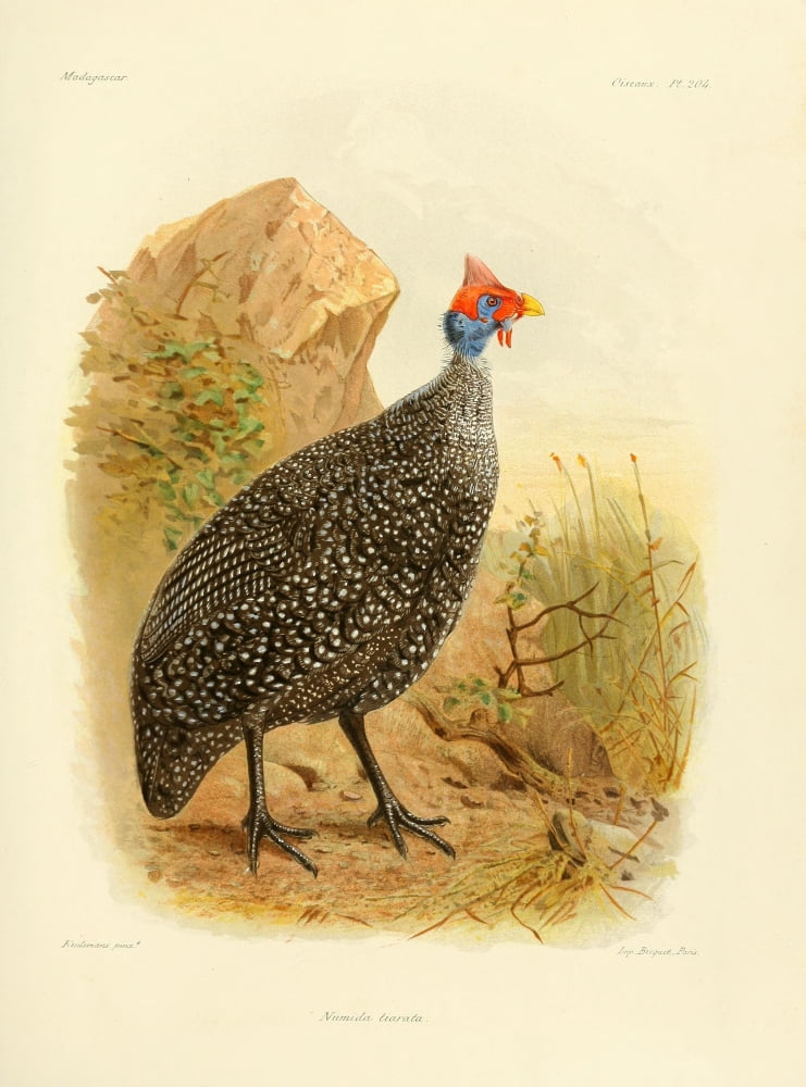 The Natural History of Madagascar 1885 Numida Tiarata Canvas Art - John G Keulemans (24 x 36)