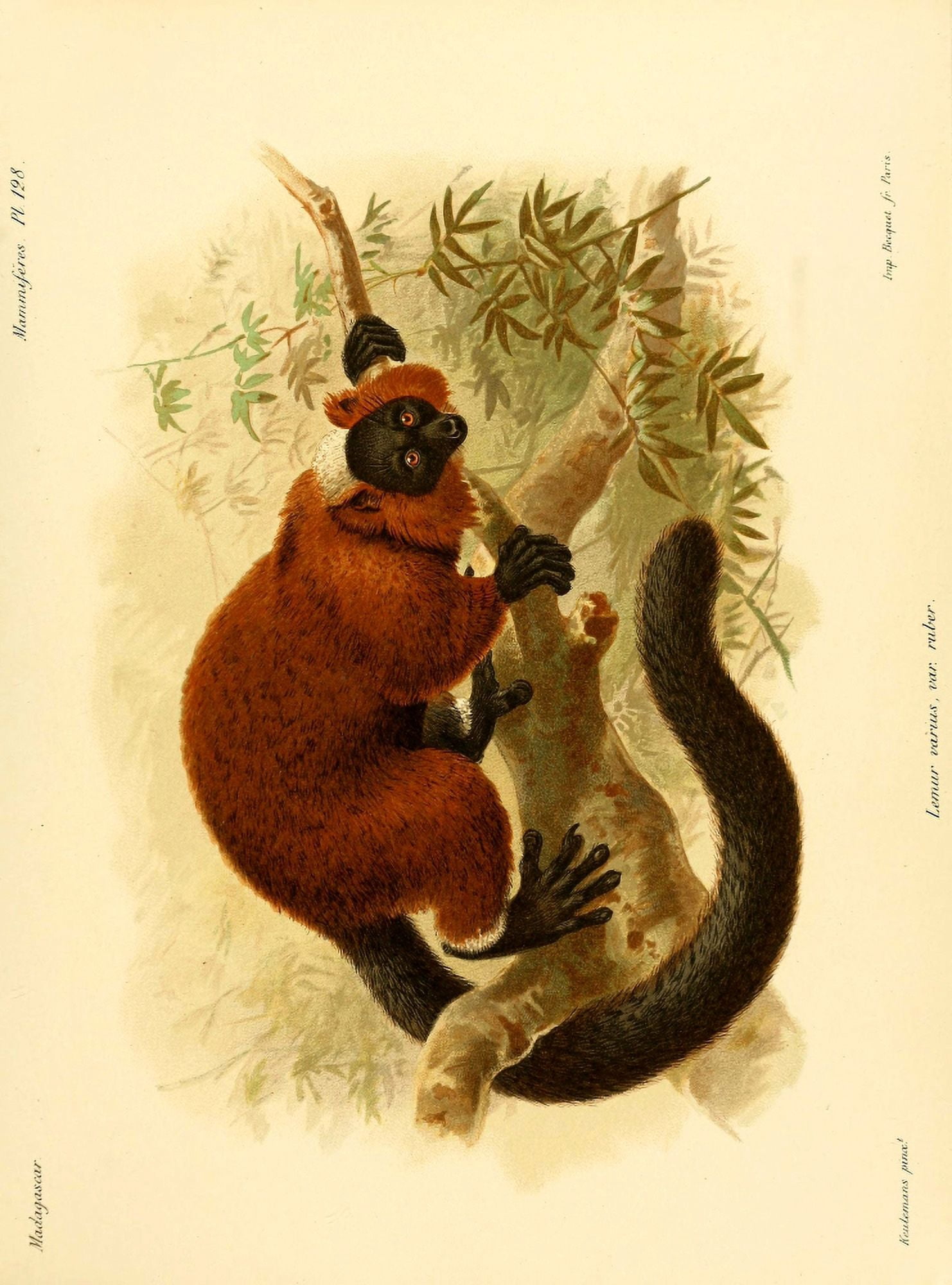 The Natural History of Madagascar 1885 Red-ruffed Lemur 1 Canvas Art - John G Keulemans (24 x 36)