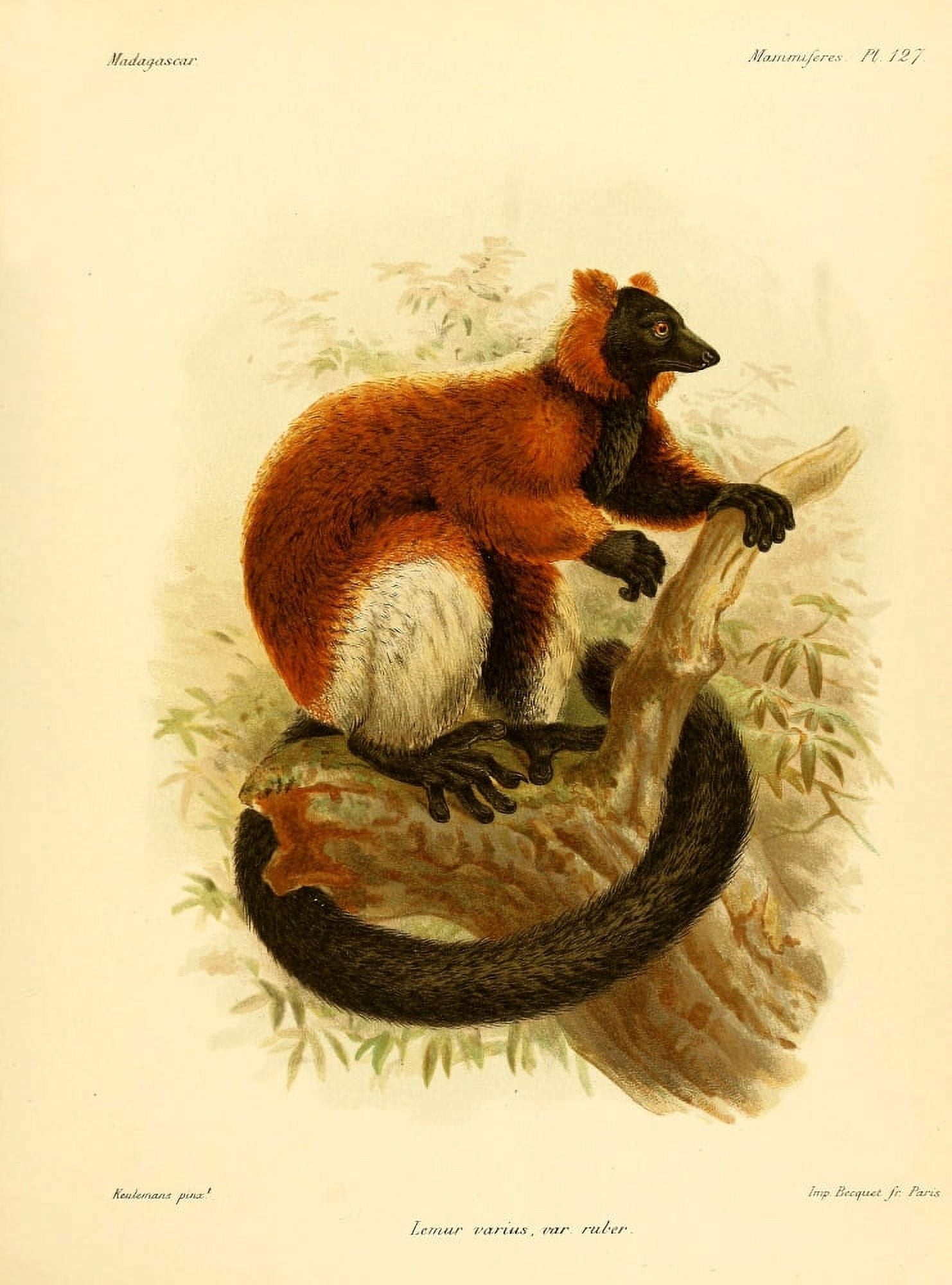 The Natural History of Madagascar 1885 Red-ruffed Lemur 2 Canvas Art - John G Keulemans (24 x 36)