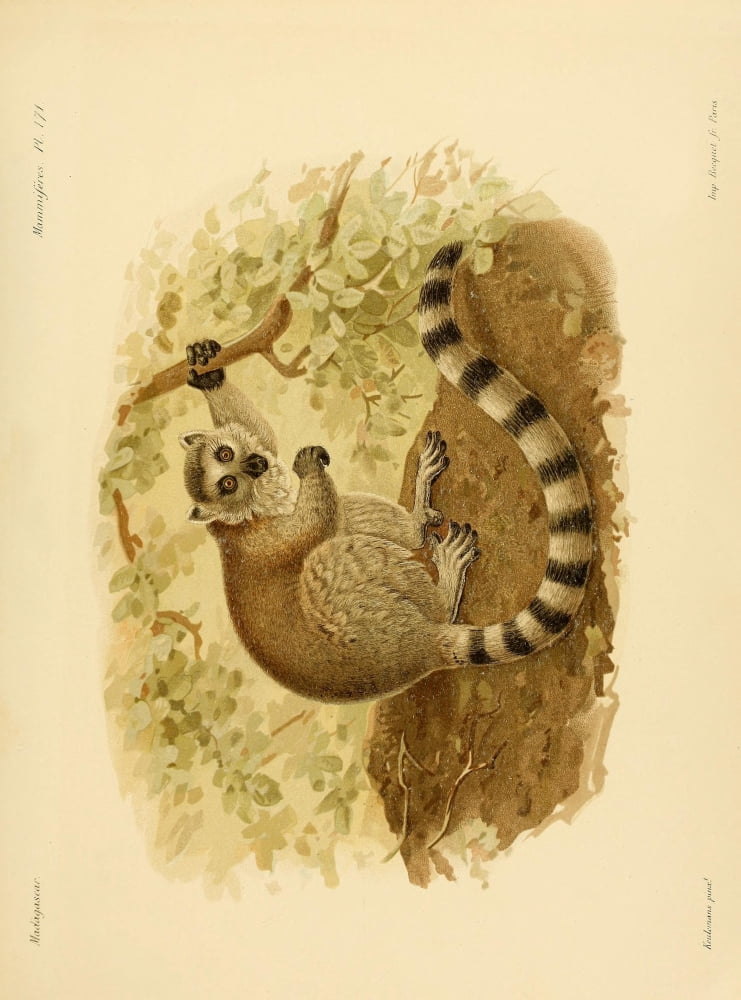 The Natural History of Madagascar 1885 Ring-tailed Lemur Canvas Art - John G Keulemans (24 x 36)