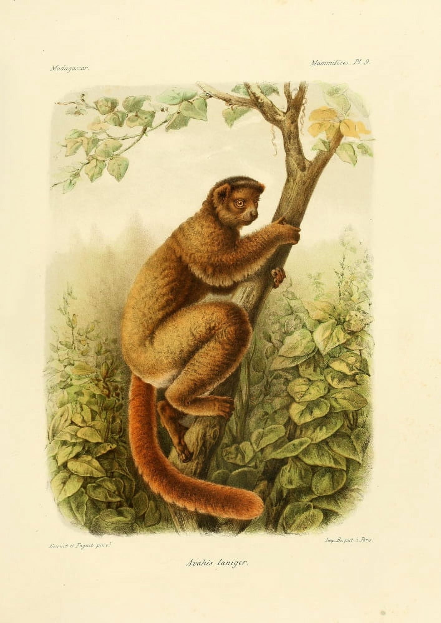 The Natural History of Madagascar 1885 Sifaka Avahis Laniger Canvas Art - Bocourt et Faguet (18 x 24)