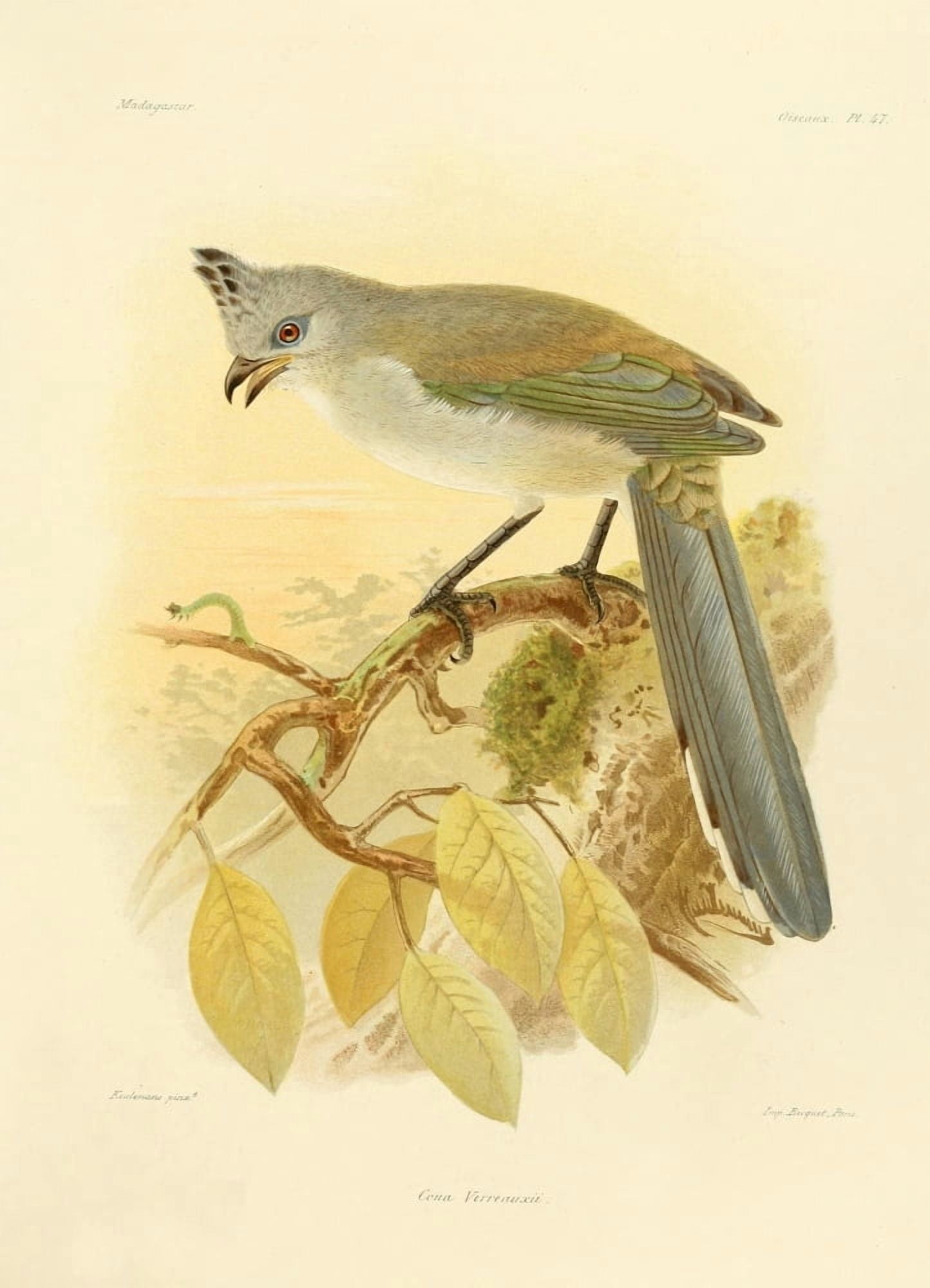 The Natural History of Madagascar 1885 Verreauxs Eagle Canvas Art - John G Keulemans (18 x 24)