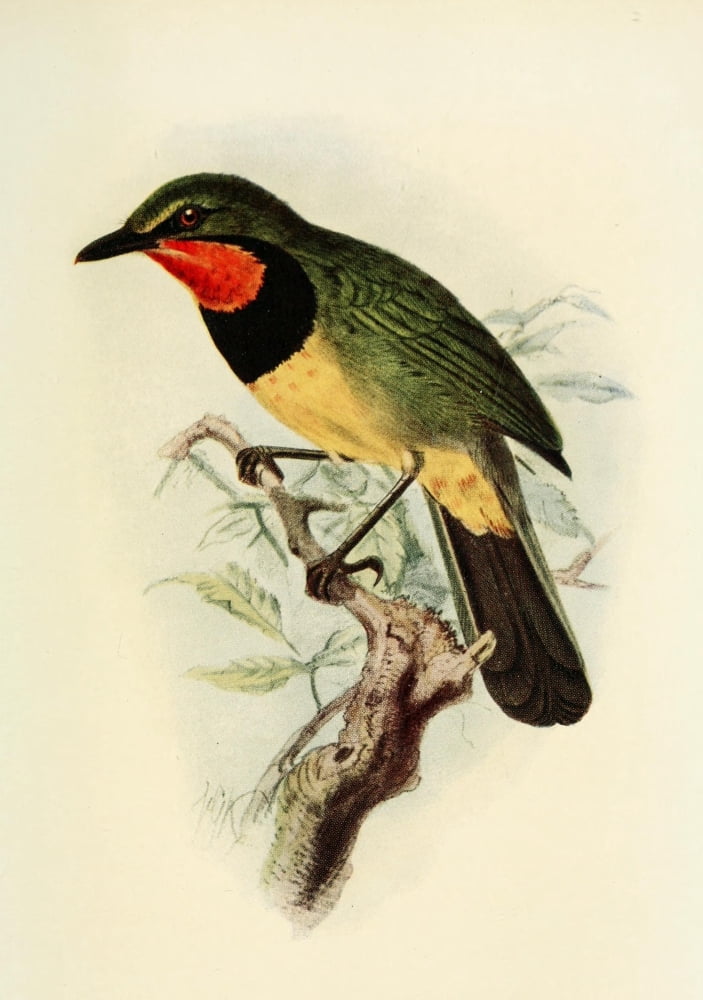 The Natural History of South Africa 1923 Bacbakiri Shrike Canvas Art - Unknown (24 x 36)