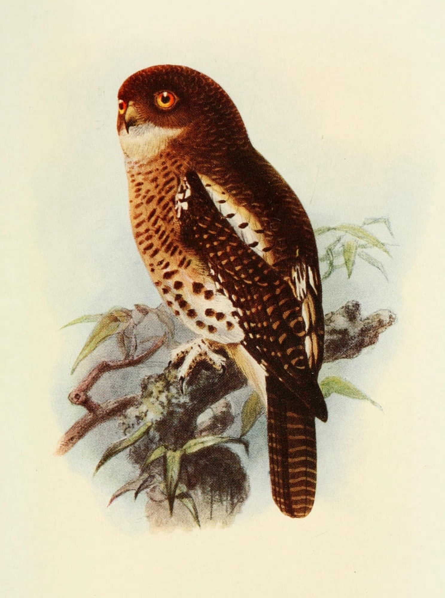 The Natural History of South Africa 1923 Barred Owl Canvas Art - Unknown (24 x 36)