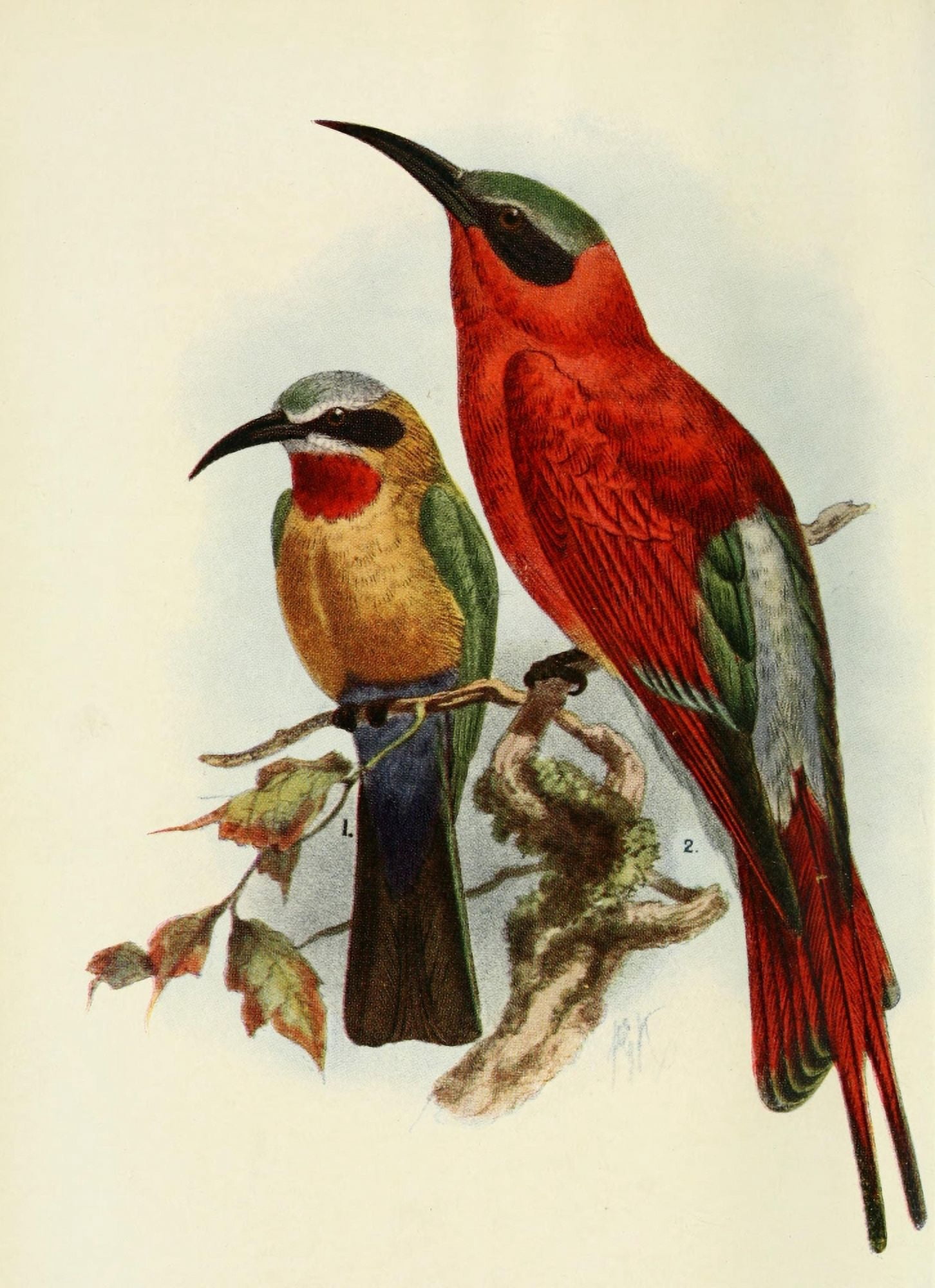 The Natural History of South Africa 1923 Bee-eaters Canvas Art - Unknown (18 x 24)