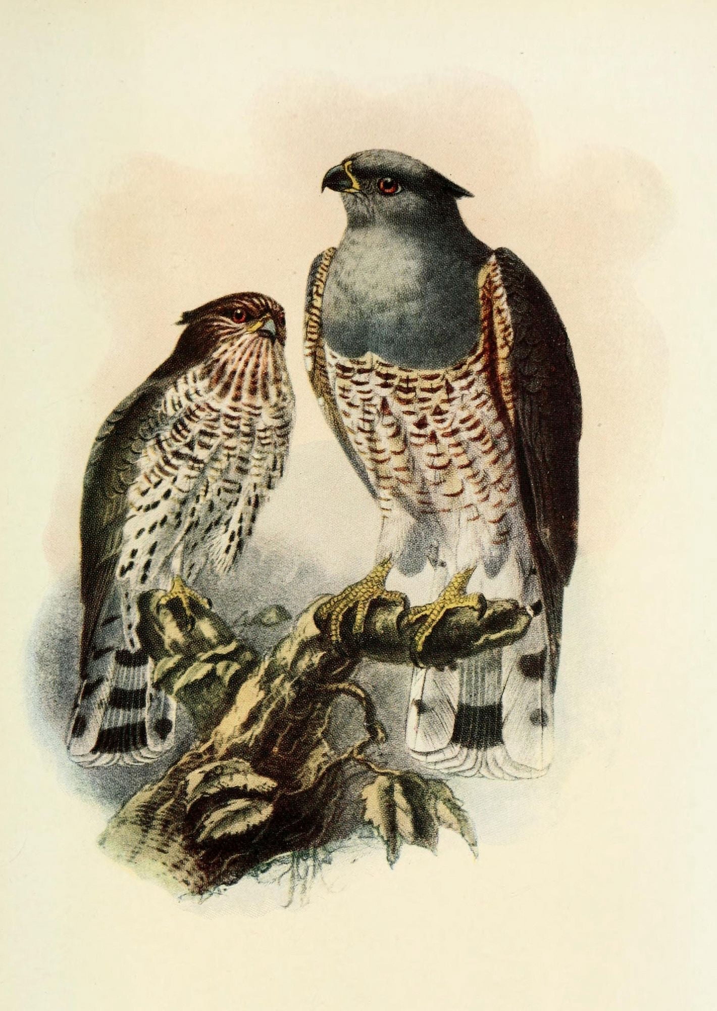 The Natural History of South Africa 1923 Cuckoo Falcon Canvas Art - Unknown (18 x 24)