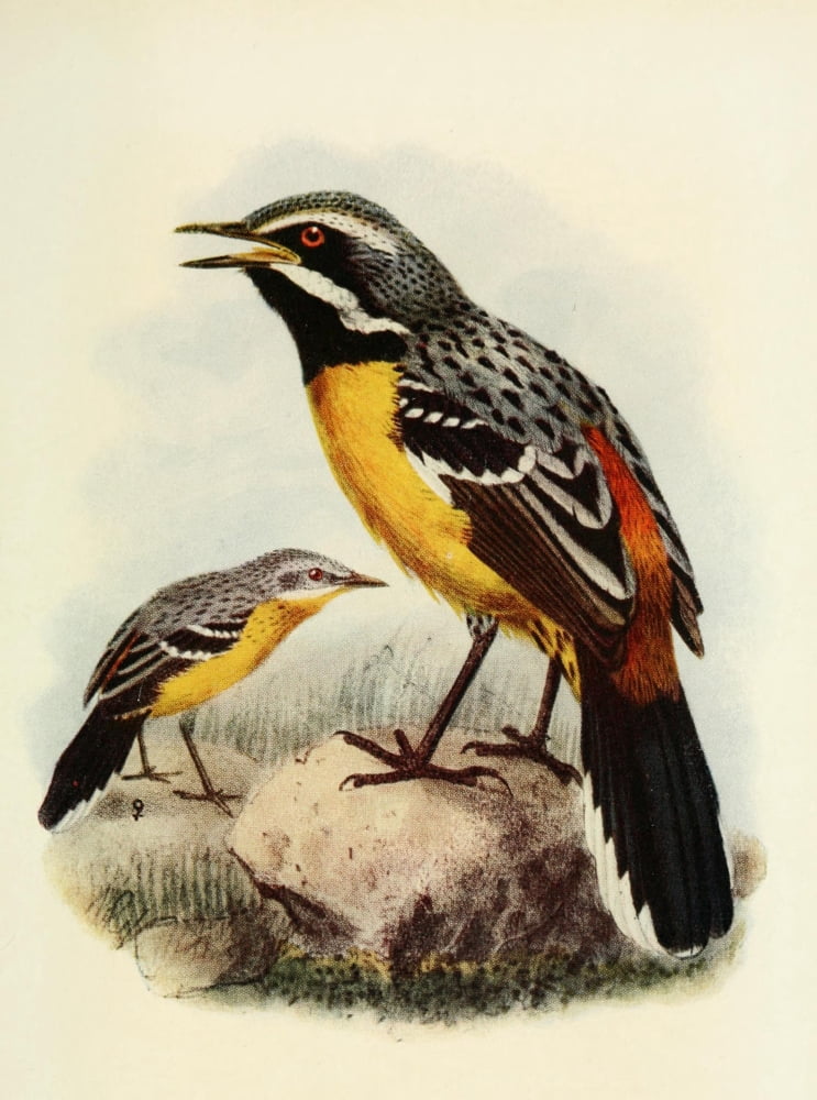 The Natural History of South Africa 1923 Orange-breasted Rock-jumper Canvas Art - Unknown (18 x 24)