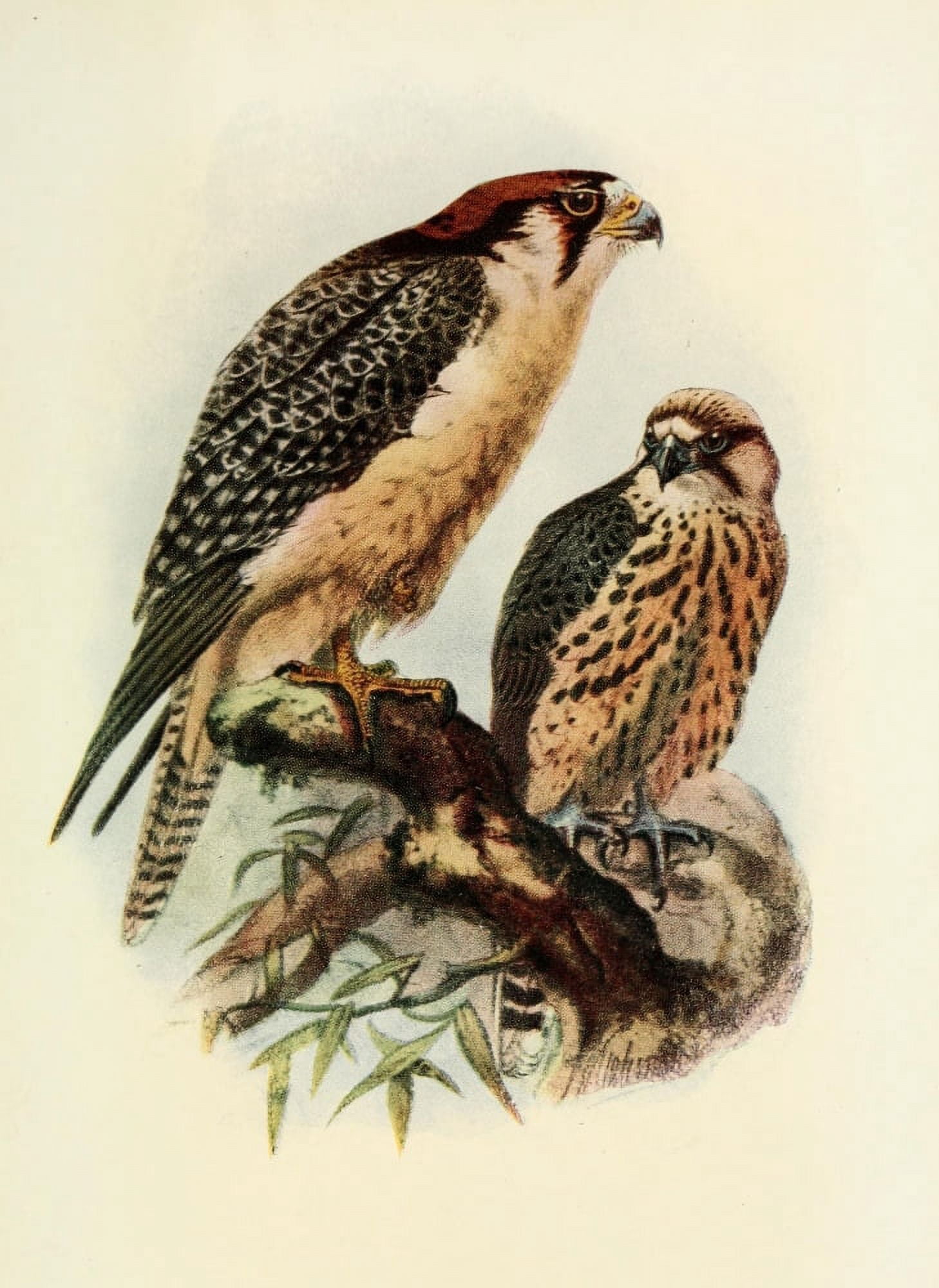 The Natural History of South Africa 1923 South African Lanner Canvas Art - Unknown (18 x 24)