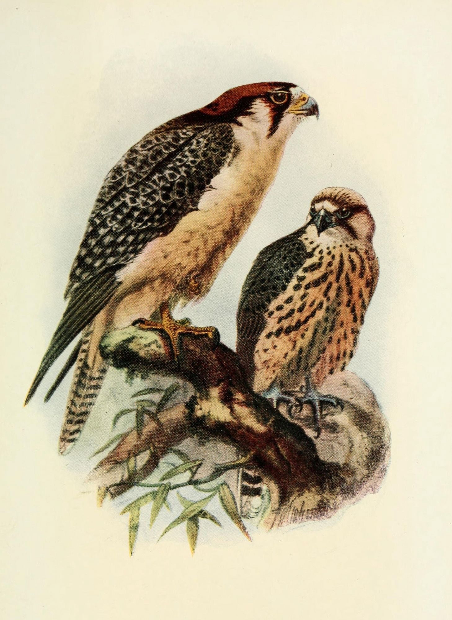 The Natural History of South Africa 1923 South African Lanner Canvas Art - Unknown (24 x 36)