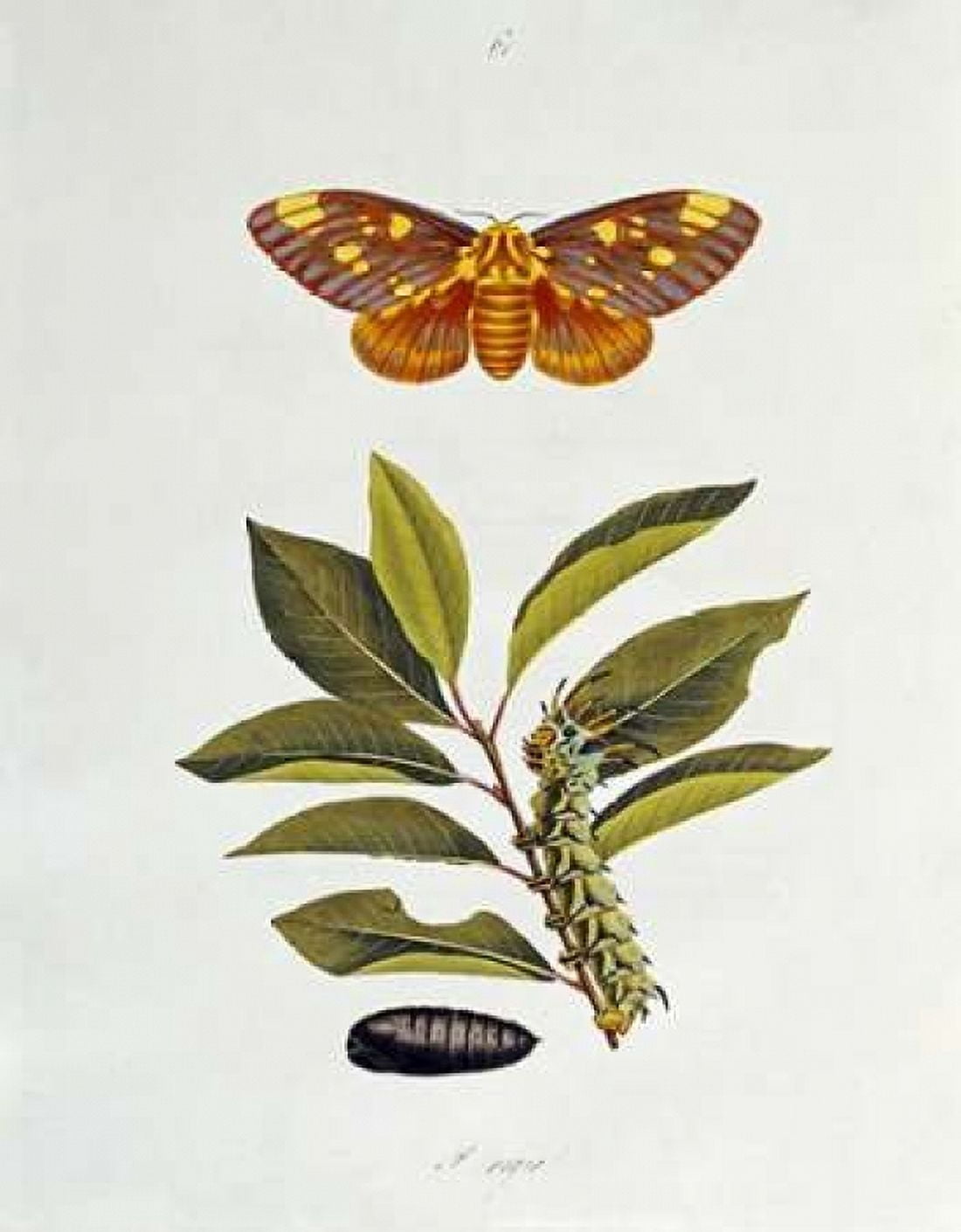 The Natural History of The Rarer Lepidopterous Insects of Georgia 1794 Canvas Art - John Abbot (22 x 28)