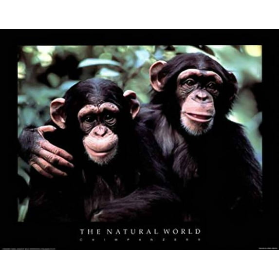 The Natural World Chimpanzees Laminated Poster - 20.5 x 16.5