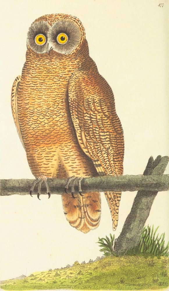 The Naturalists Miscellany 1789 Cayenne Owl Canvas Art - FP Nodder (18 x 24)