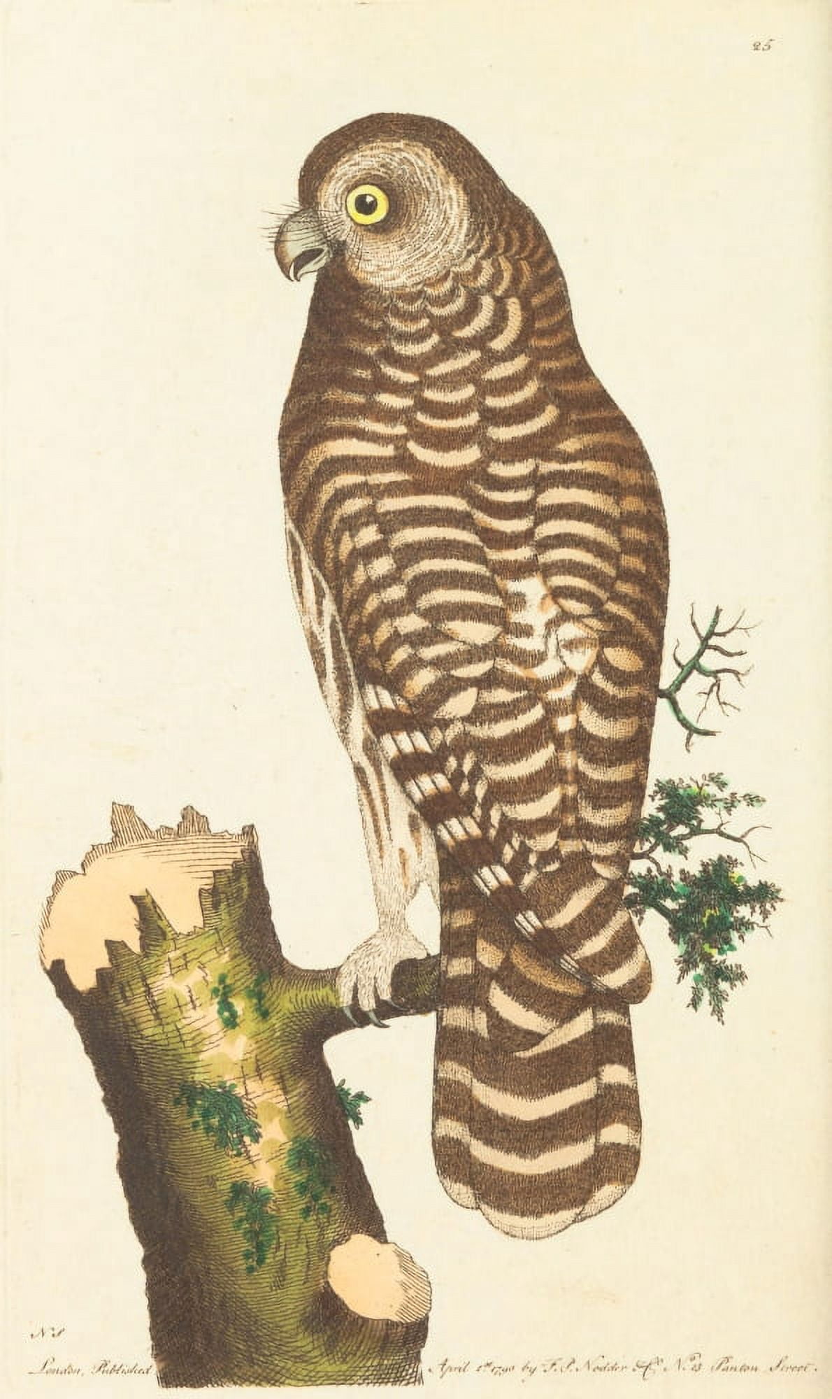 The Naturalists Miscellany 1789 Clouded Owl 1 Canvas Art - FP Nodder (18 x 24)