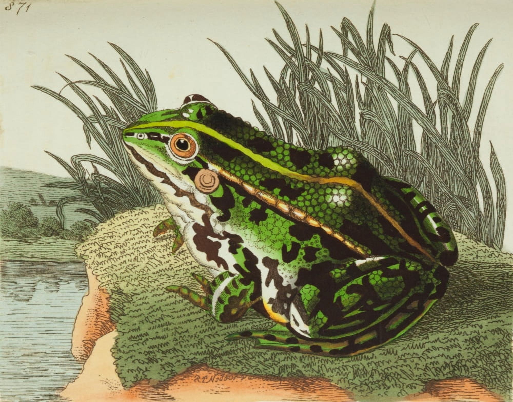 The Naturalists Miscellany 1789 Green Frog Canvas Art - FP Nodder (24 x 36)