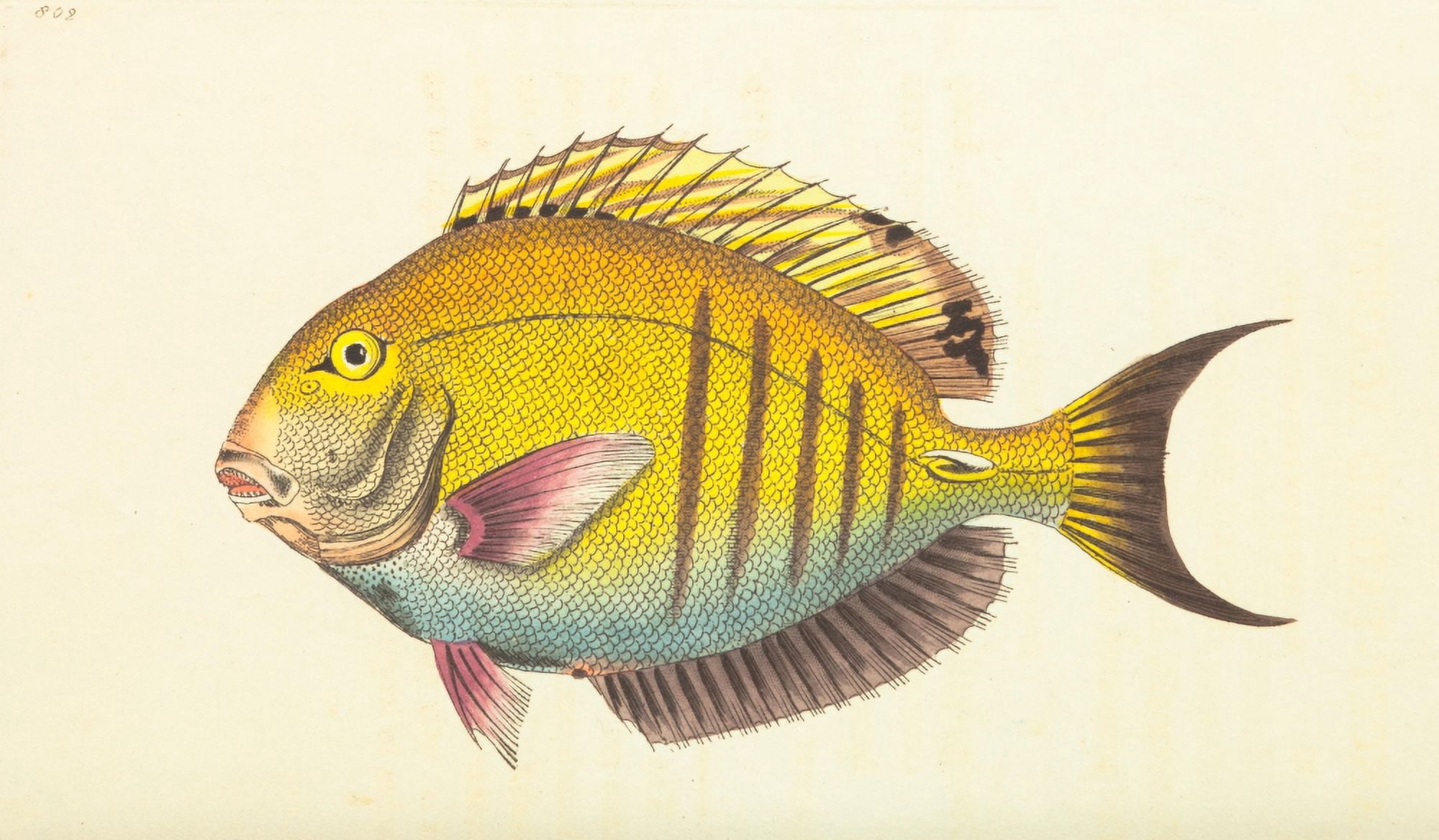 The Naturalists Miscellany 1789 Lancet-tailed Acanthurus Canvas Art - FP Nodder (18 x 24)