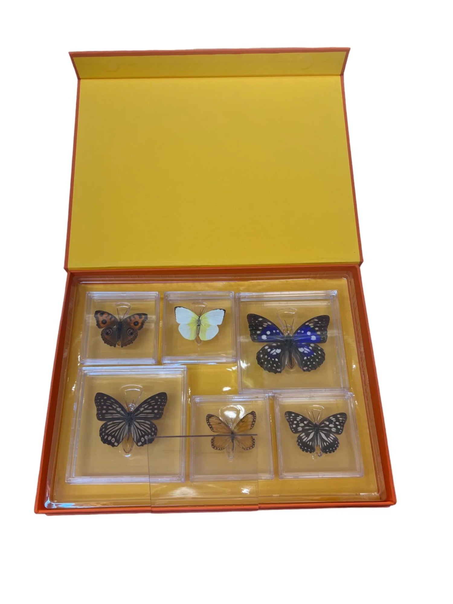 The Nature Collections- Butterflies Set 1